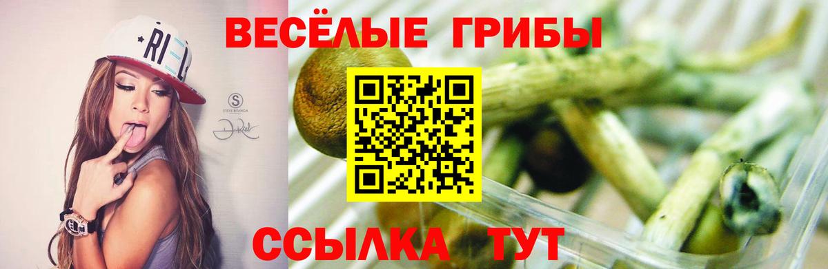 купить   Вход с VPN  Рославль  Псилоцибиновые грибы MAGIC MUSHROOMS 